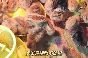 安徽一男子免密支付误买550只小鸡，“活物无法退只能养了”