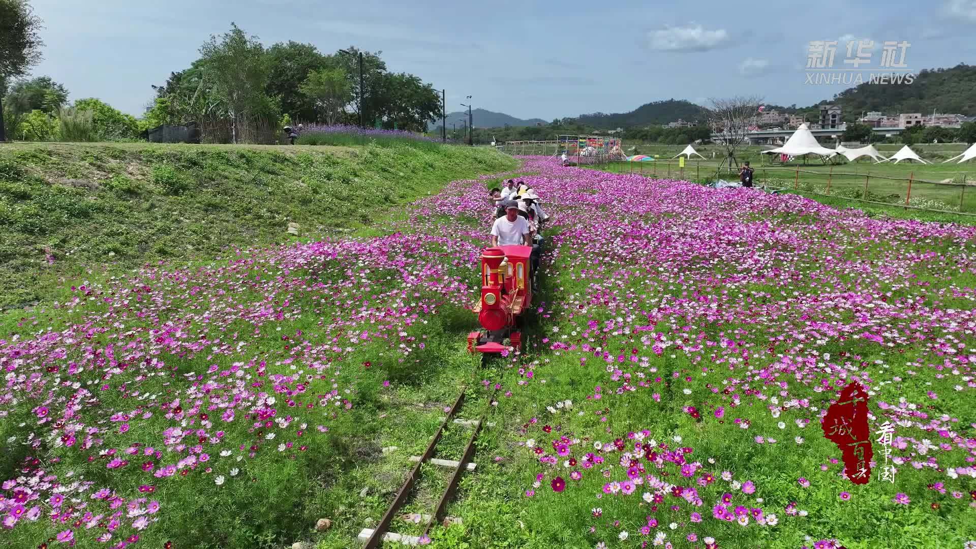 千城百县看中国｜厦门同安：打卡田洋 邂逅波斯菊花海
