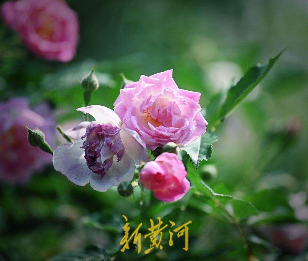 五龙潭泉畔川剧“变脸表演”吸眼球