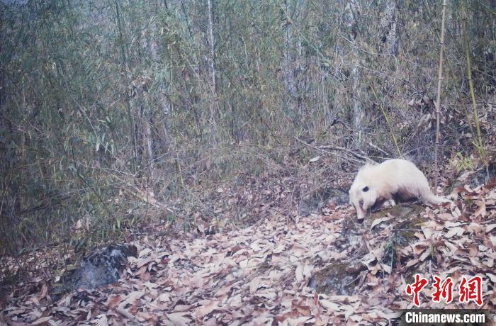 湖北堵河源首次记录到罕见白色猪獾