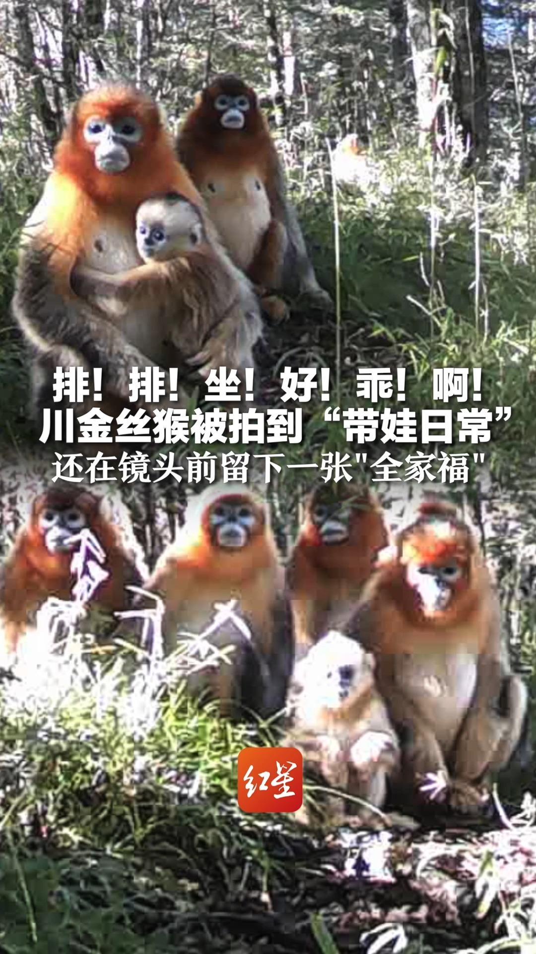 排！排！坐！好！乖！啊！川金丝猴被拍到“带娃日常”还在镜头前留下一张“全家福”