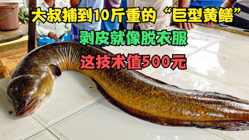 大叔捕到10斤重的“巨型黄鳝”，剥皮就像脱衣服，这技术值500元