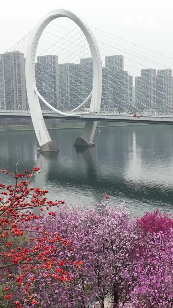 广西柳州：洋紫荆花开满城春