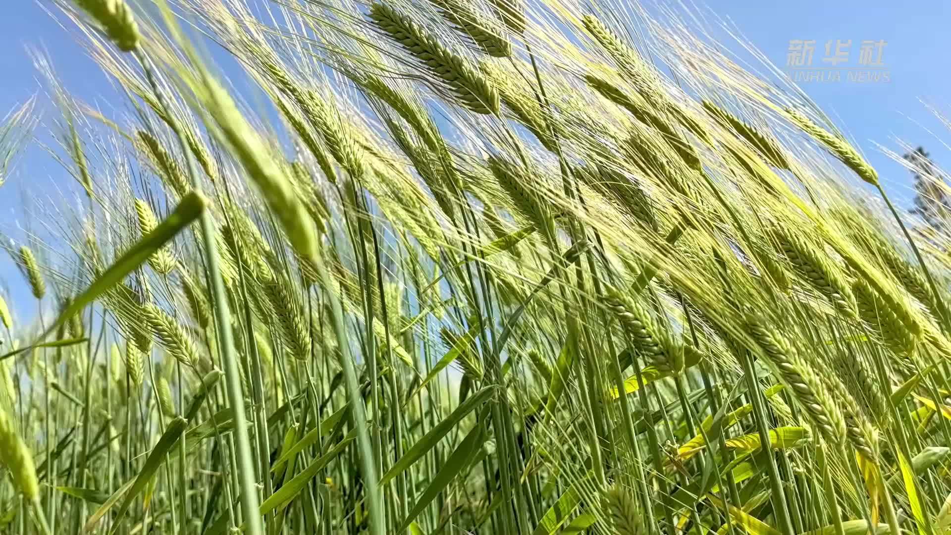 江苏南通：又到冷蒸飘香时