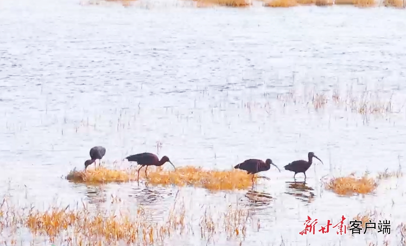 彩鹮于浅滩中惬意觅食　新甘肃&middot;甘肃日报通讯员　张汉军　摄