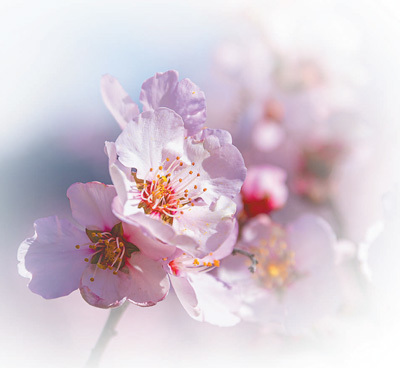 雪域桃源花灼灼（一朵花读懂一座城）