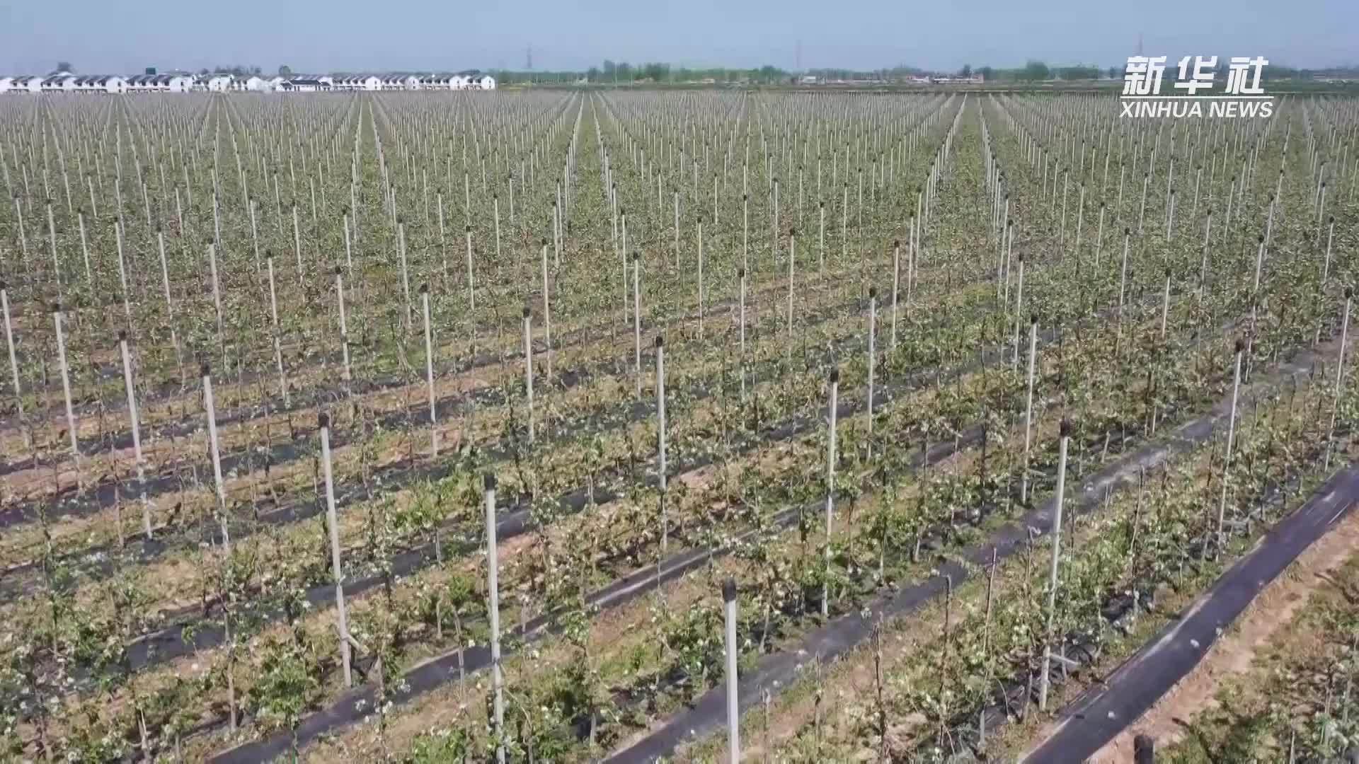 江苏宿迁：万亩苹果花盛开 千万蜜蜂授粉忙