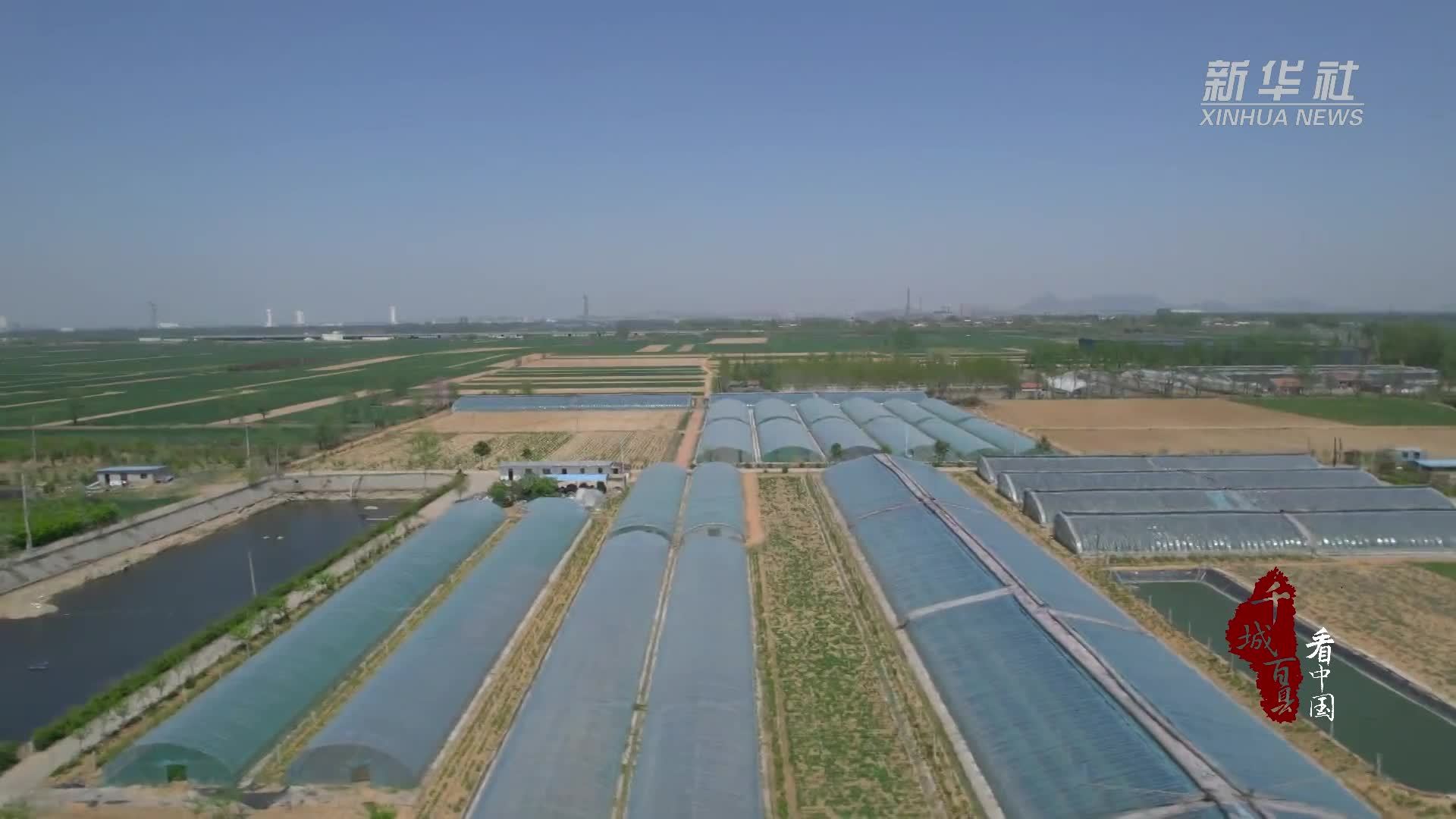 千城百县看中国｜山东临沭：有机大棚绿意浓