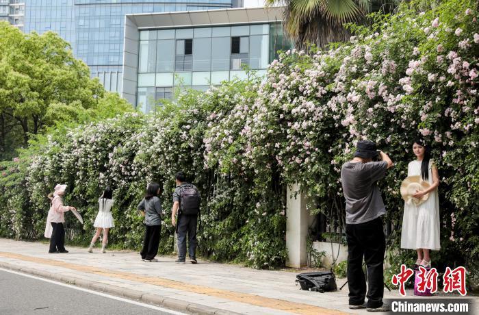 湖北武汉：百米蔷薇“花瀑”墙引民众争相打卡