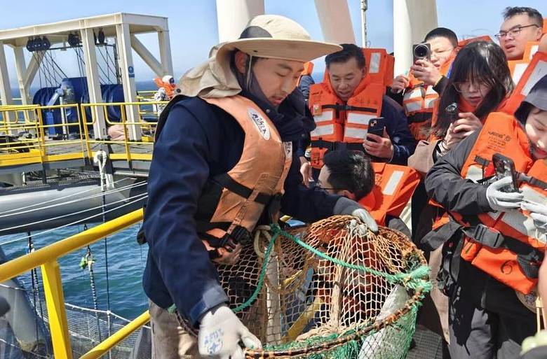 从深海养殖网箱中捕捞出三文鱼。