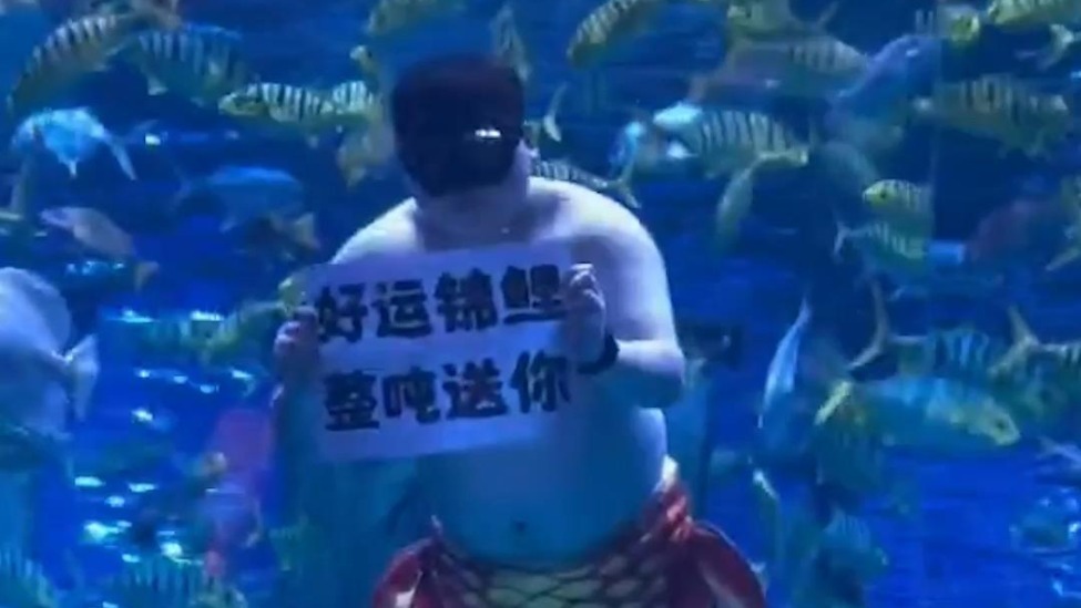 济南胖版男美人鱼水下表演火出圈，表演者体重230斤，系水下饲养师，海洋馆：形象灵感来自趵突泉 “猪鲤”