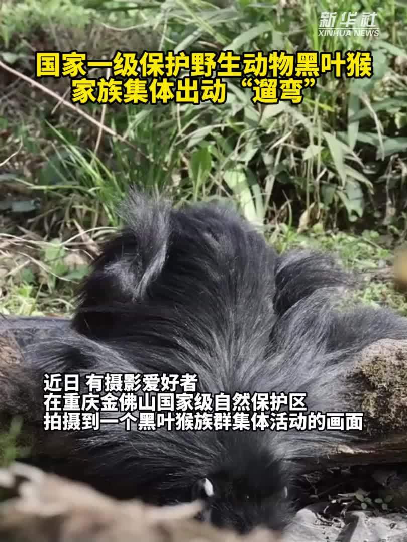 秀我中国｜罕见！国家一级保护动物黑叶猴家族集体出动“遛弯”