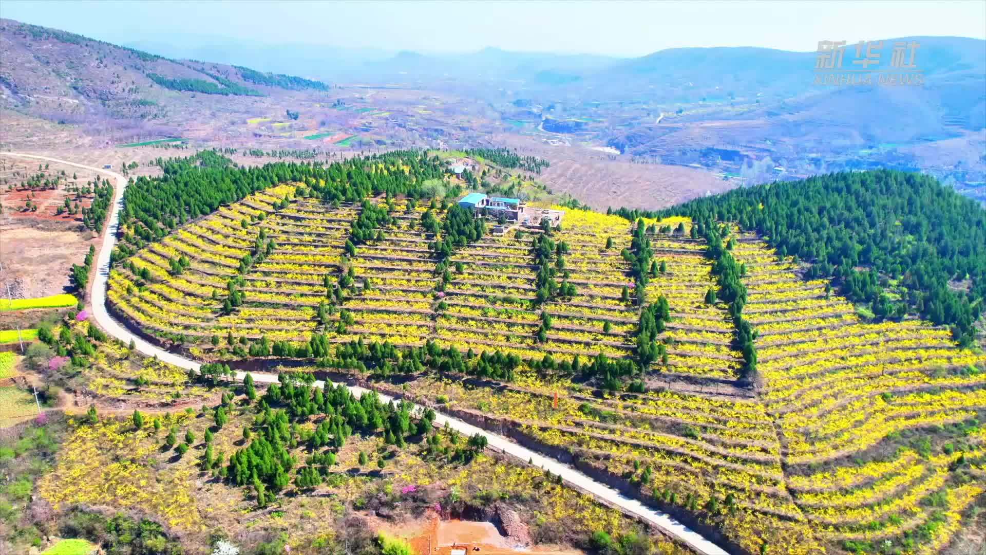 千城胜景｜千亩连翘迎春开