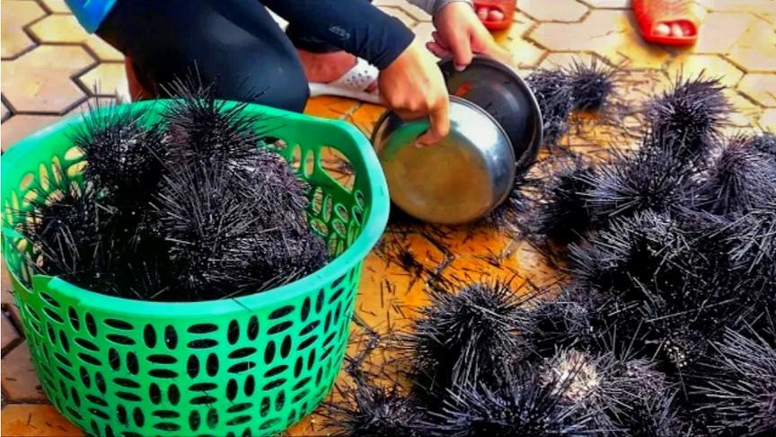 看看越南如何宰杀海胆做美食？