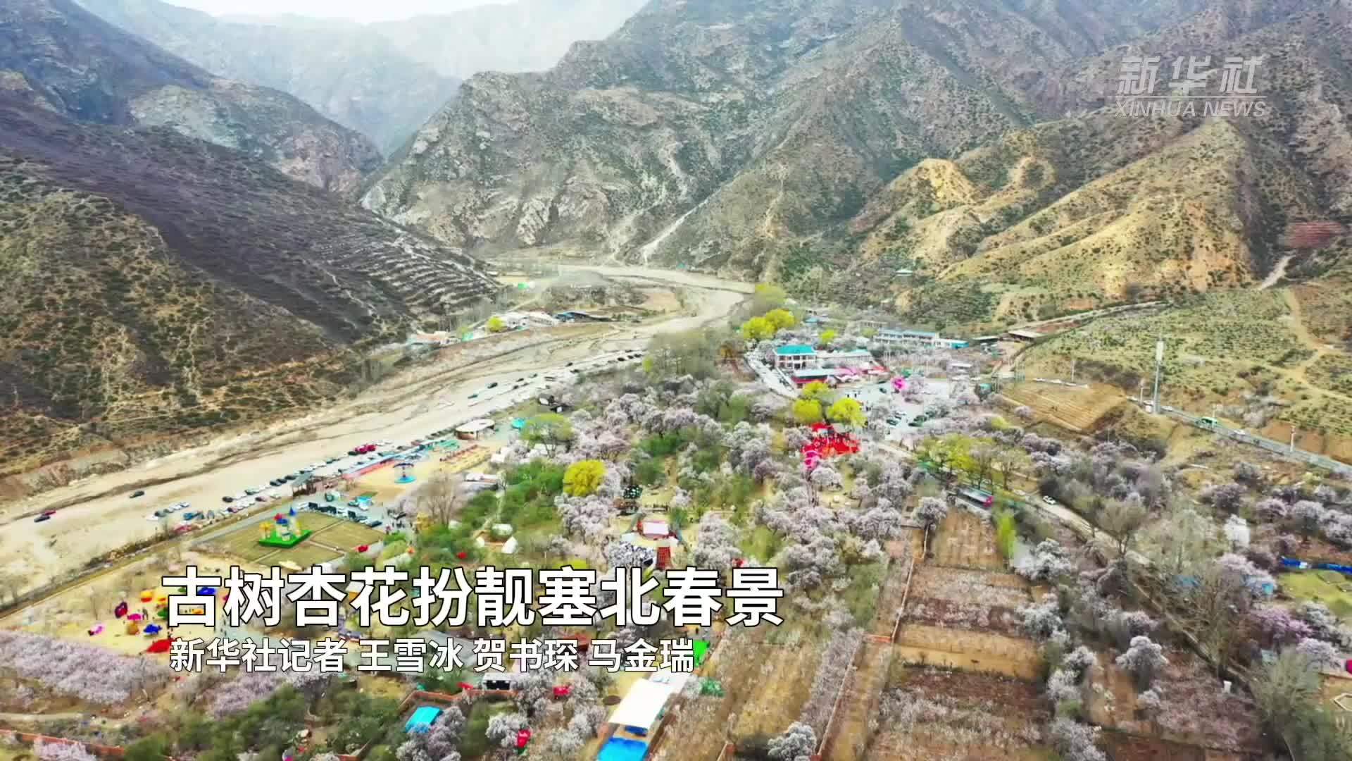 古树杏花扮靓塞北春景
