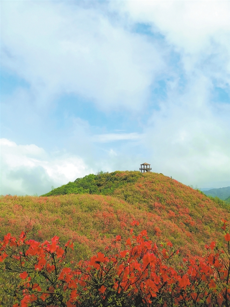 萍鄉(xiāng)：杜鵑花開春光美（圖）