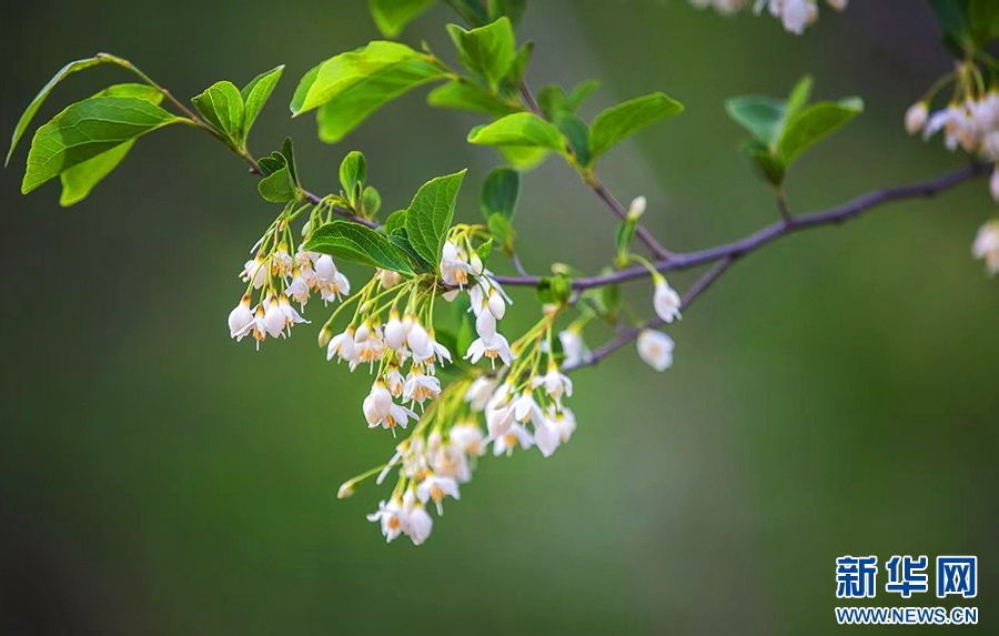 4月17日，河南省驻马店市确山县三里河街道老虎山的山谷中，茉莉花悄然盛开。