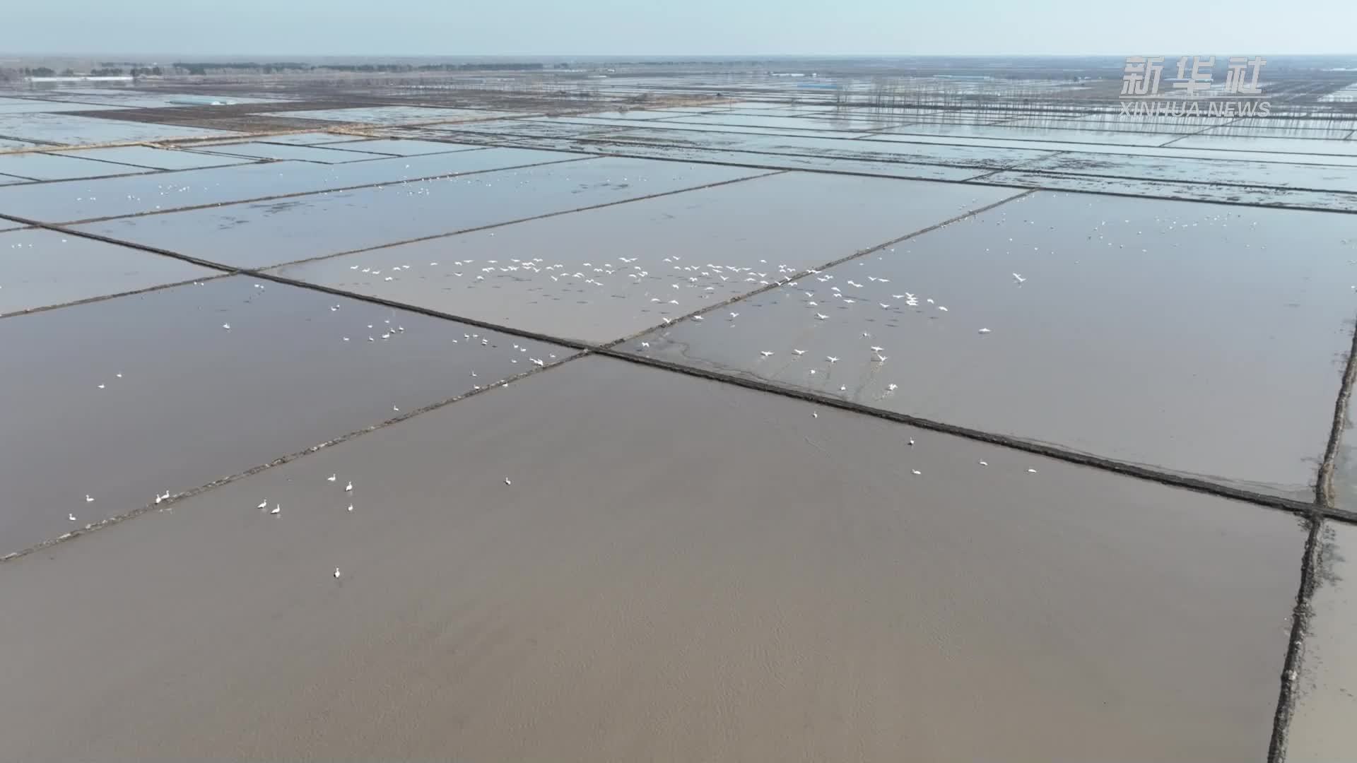 黑龙江：水稻田化作“天鹅湖”
