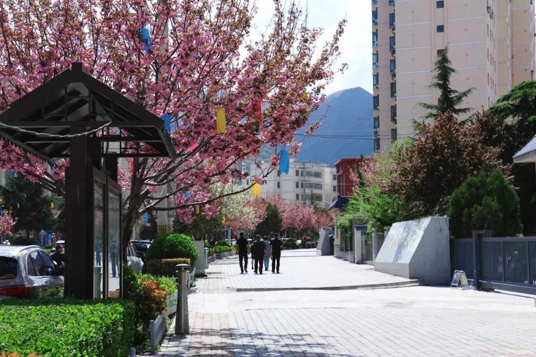 樱花树下站谁都美 在陇南邂逅春日浪漫