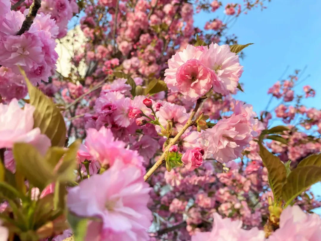 樱花树下站谁都美 在陇南邂逅春日浪漫