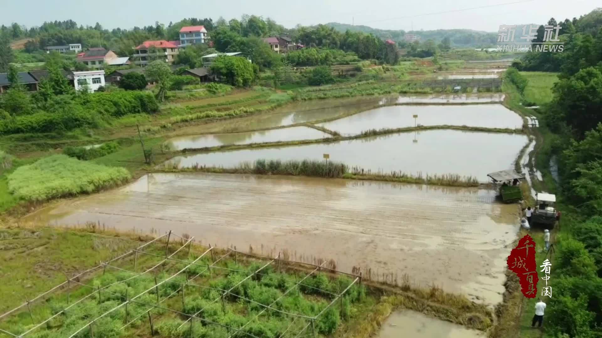 千城百县看中国｜湖南双清：早稻插秧忙 田间添新绿