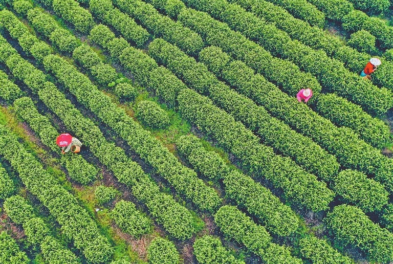 峡江县：茶旅融合（图）