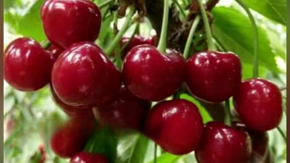 广州一公园树上结满“樱桃”，相关部门：不能吃