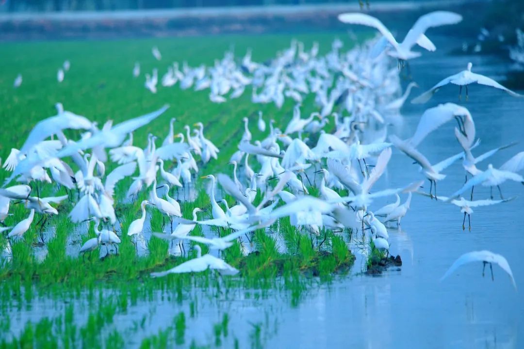 沛县安国湖湿地喜添珍禽