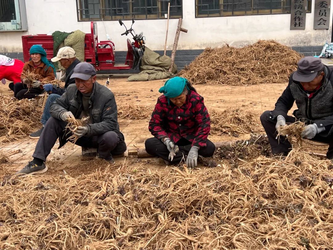从土疙瘩变身金招牌　华亭春日“药”事安排上了