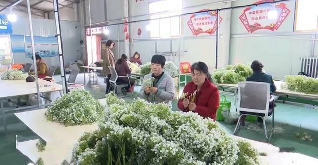 华亭折翼天使留守妇女指尖生“花”　巧手编织致富路
