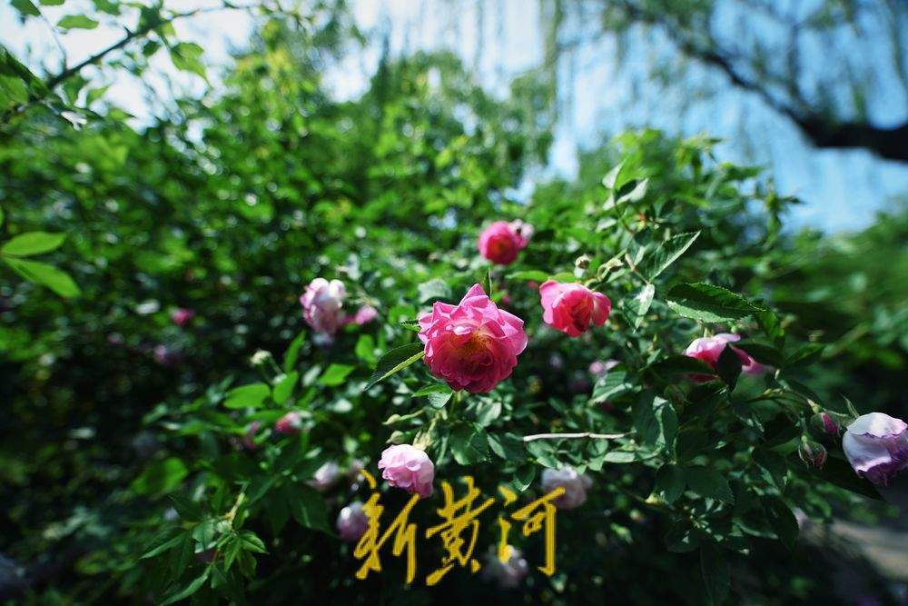 五龙潭泉畔川剧“变脸表演”吸眼球