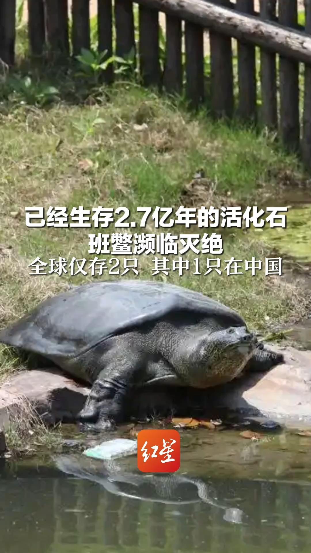 已经生存2.7亿年的活化石 班鳖濒临灭绝 全球仅存2只 其中1只在中国