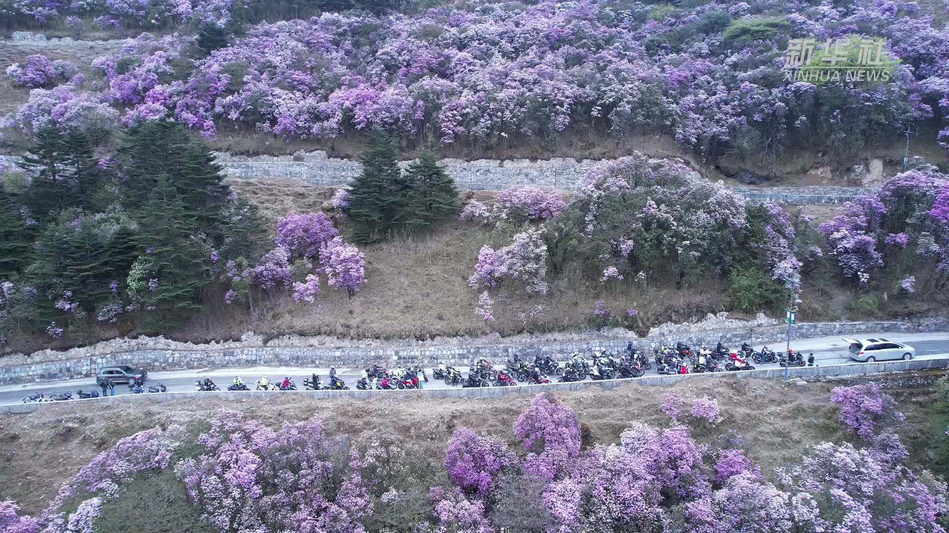 昆明轿子山迎杜鹃花海盛景