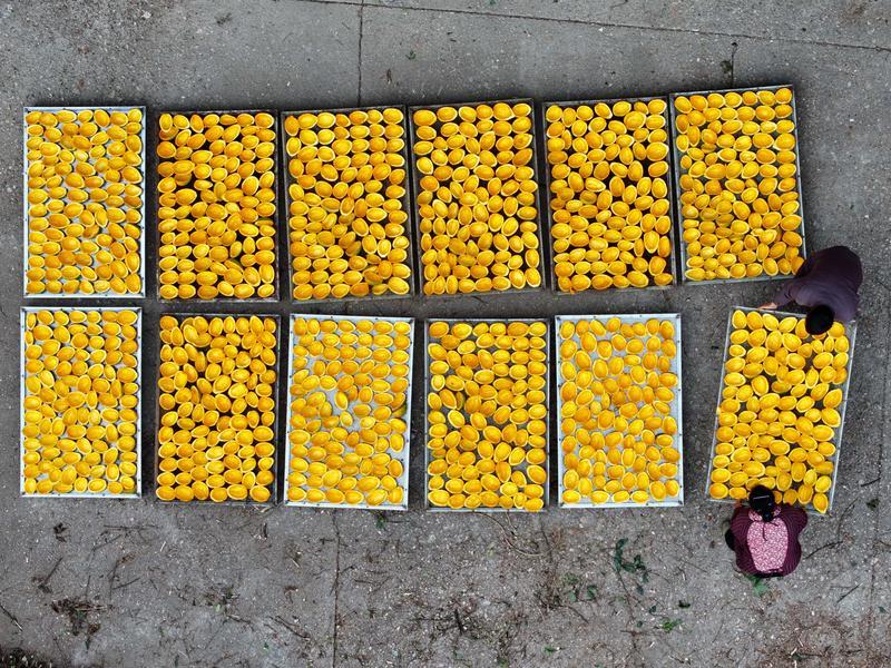 在湖南省郴州市桂东县沤江镇寒口村的中药材产业示范园,工人在晾晒瓜蒌。新华社记者 陈泽国 摄
