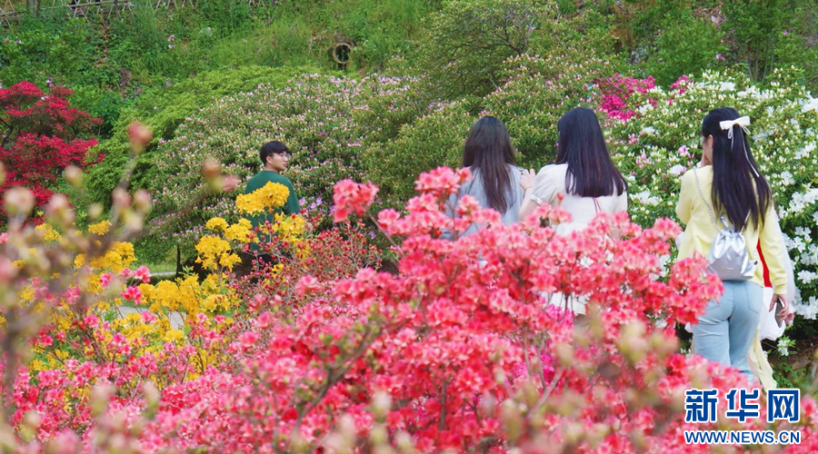游客们在杜鹃花海中赏花游玩。新华网发