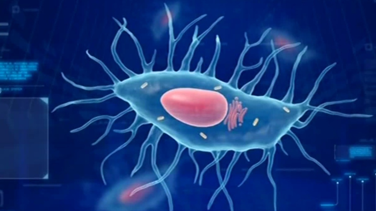 在实验室“永生”的海拉细胞，已繁殖了18000代，总重量达到5000万吨