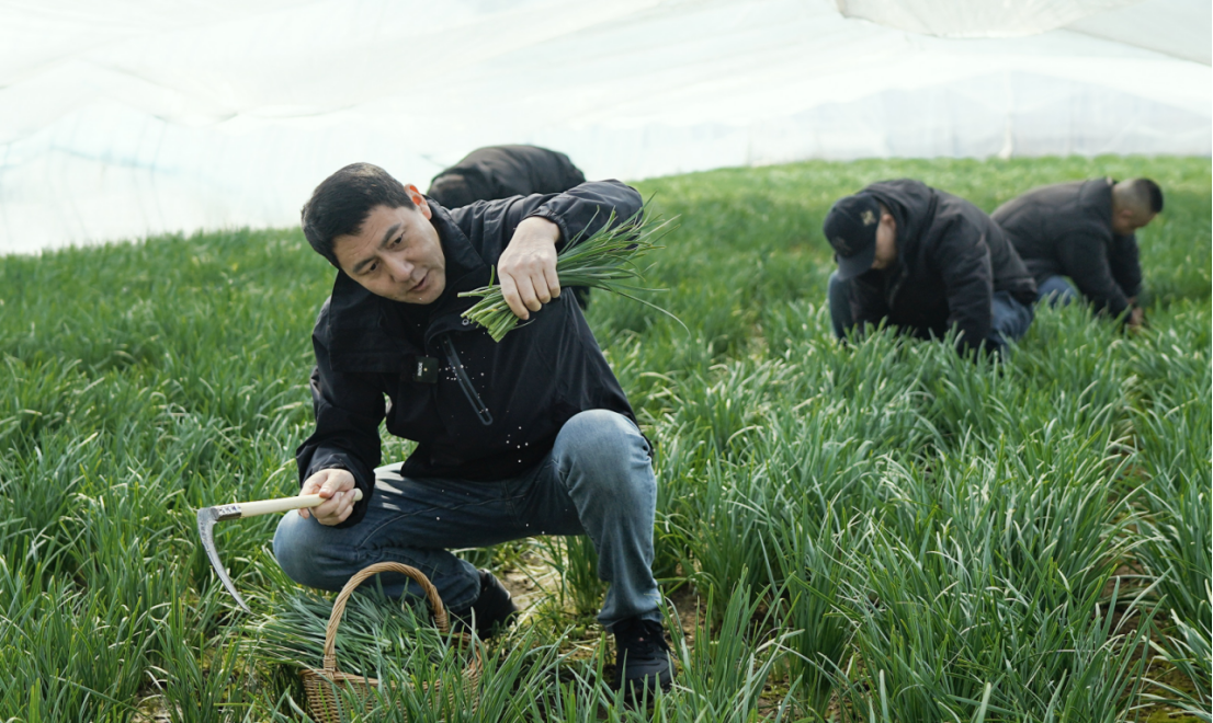 （老厨家团队寻味呼兰头刀春韭，全生长过程品控 ）