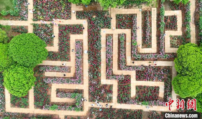 图为“月季迷宫”。 (无人机照片)熊锦阳 摄