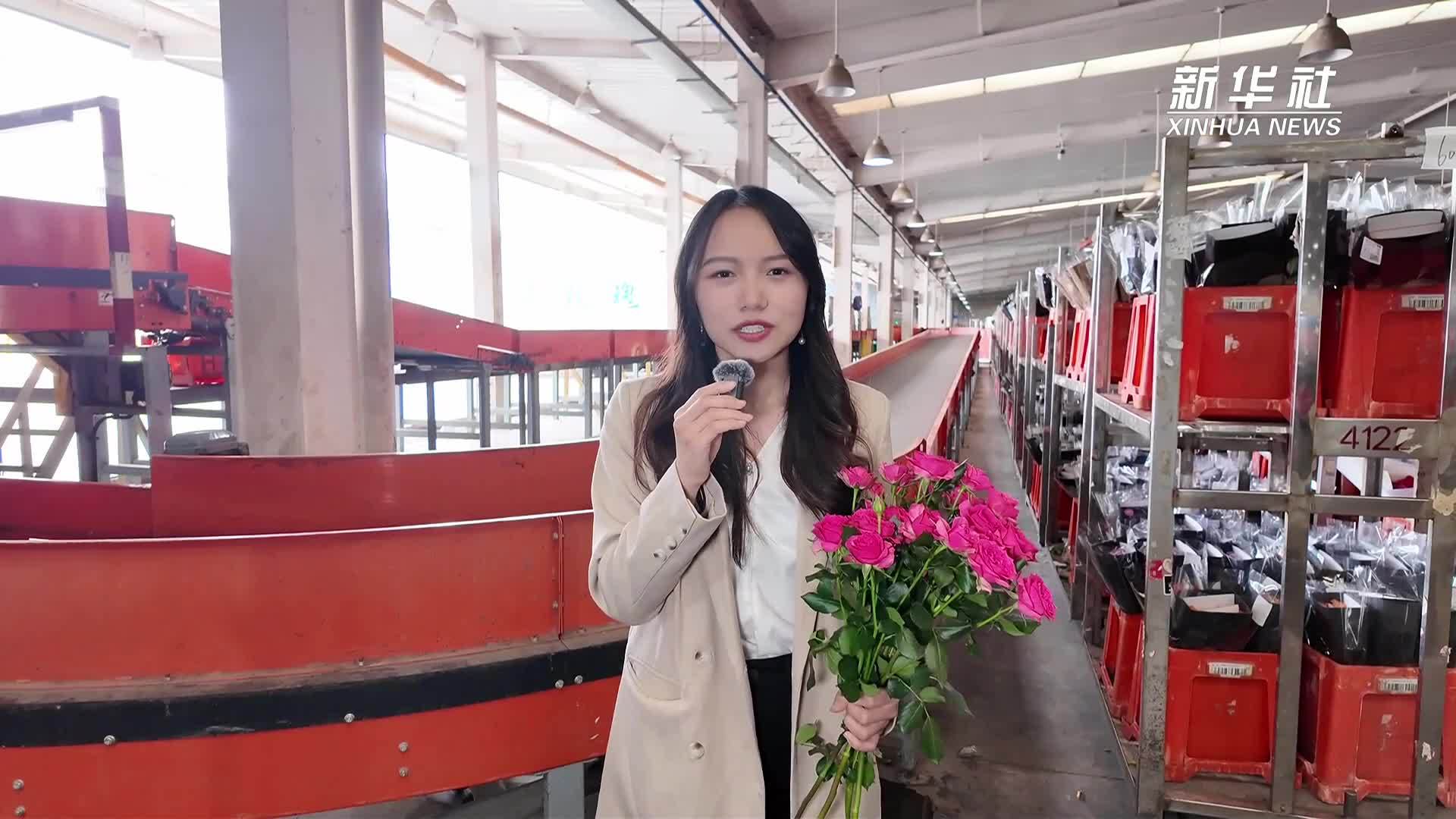 一朵鲜切花如何通过重重品控赢得“身价”