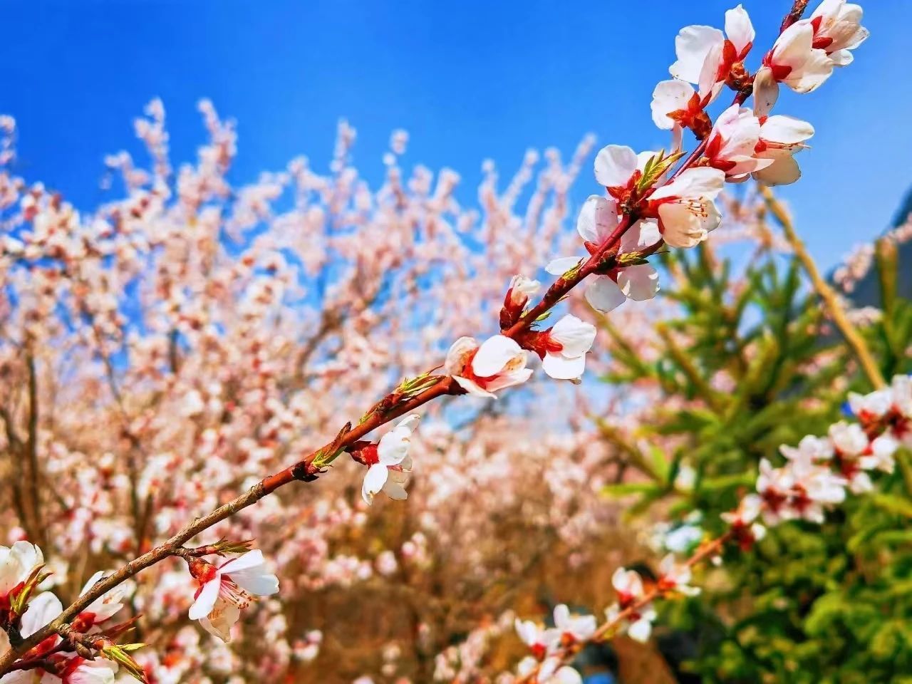 春日华亭有约 花花世界惹人“桃”醉