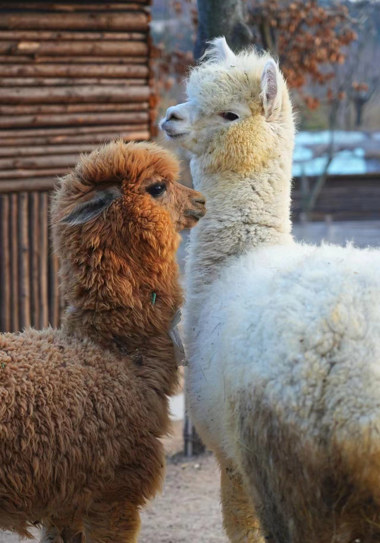 “五一”假期青岛世博园“趣”玩指南！ 绝美芝樱花海+萌宠互动+植物探秘…即刻出发！