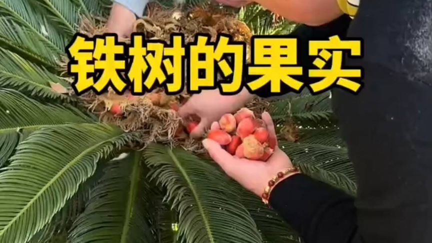 铁树结的果实能吃吗？