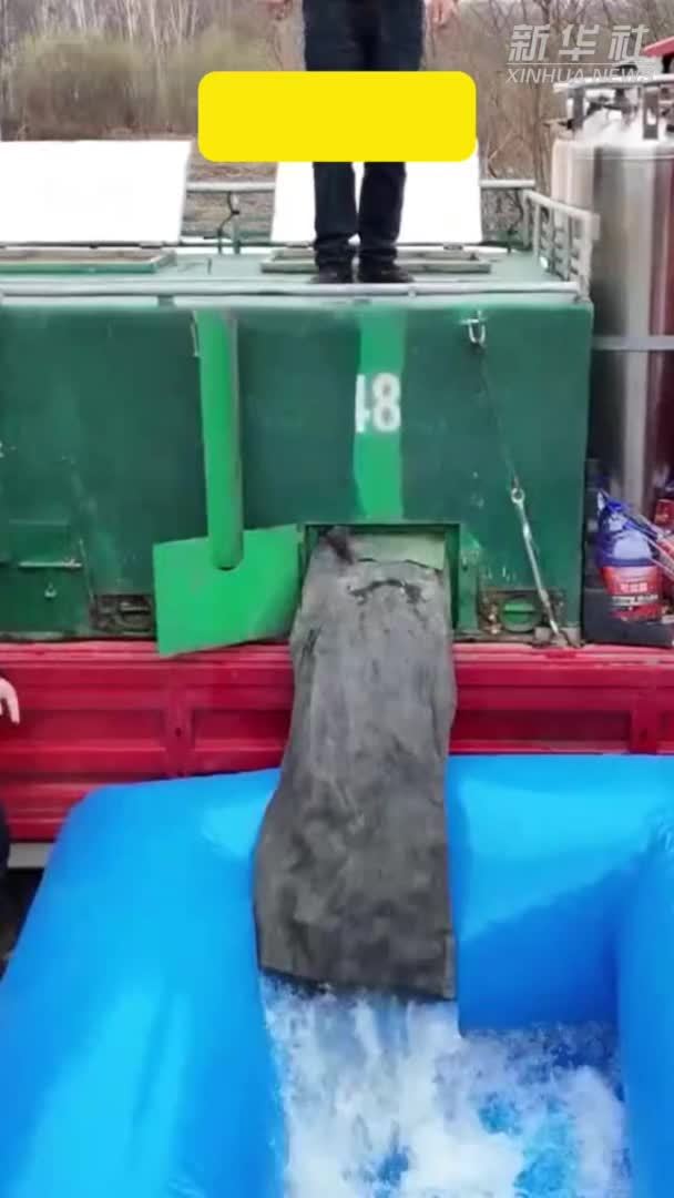 再次投放！30万尾大马哈鱼苗入江奔海