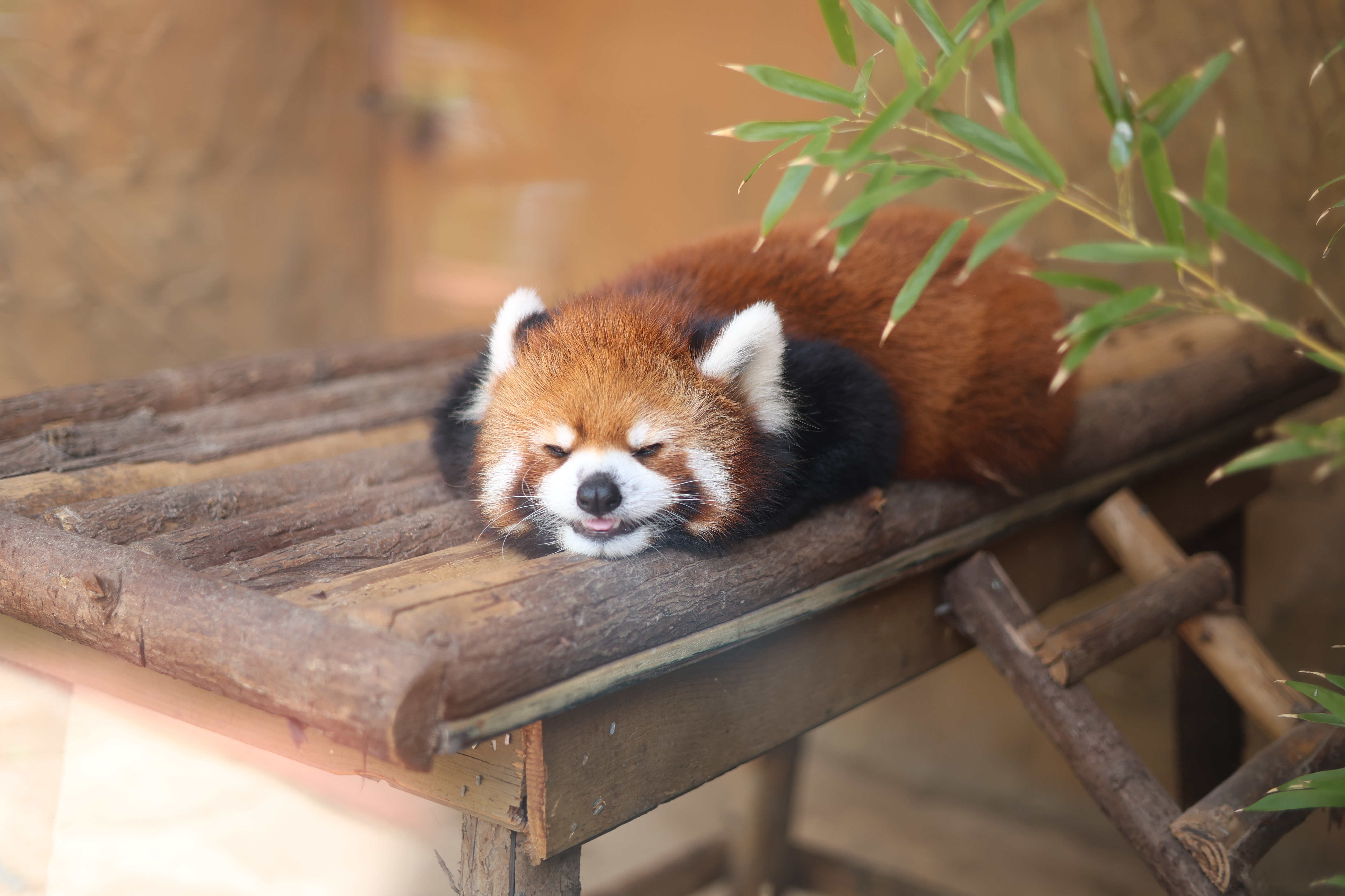 “五一”假期青岛世博园“趣”玩指南！ 绝美芝樱花海+萌宠互动+植物探秘…即刻出发！