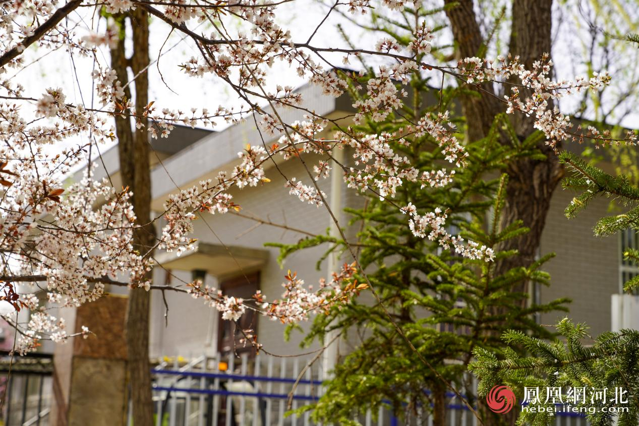 房屋前的花