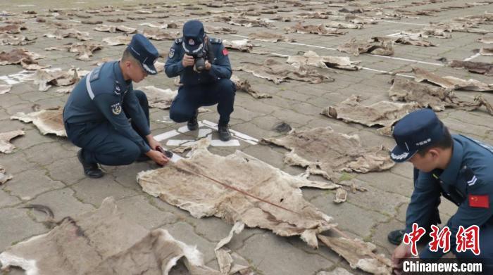 图为海警执法员清点涉案货物。广西防城港海警局 供图
