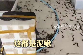 安徽一水产店泥鳅池子破裂，近20万条泥鳅满屋乱窜