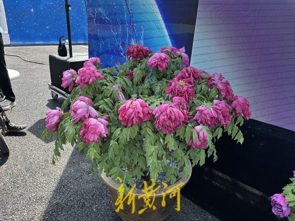 等“摘星人”回家太空牡丹“神舟紫楼”“神舟红”栽种到宋令东老家(图2)