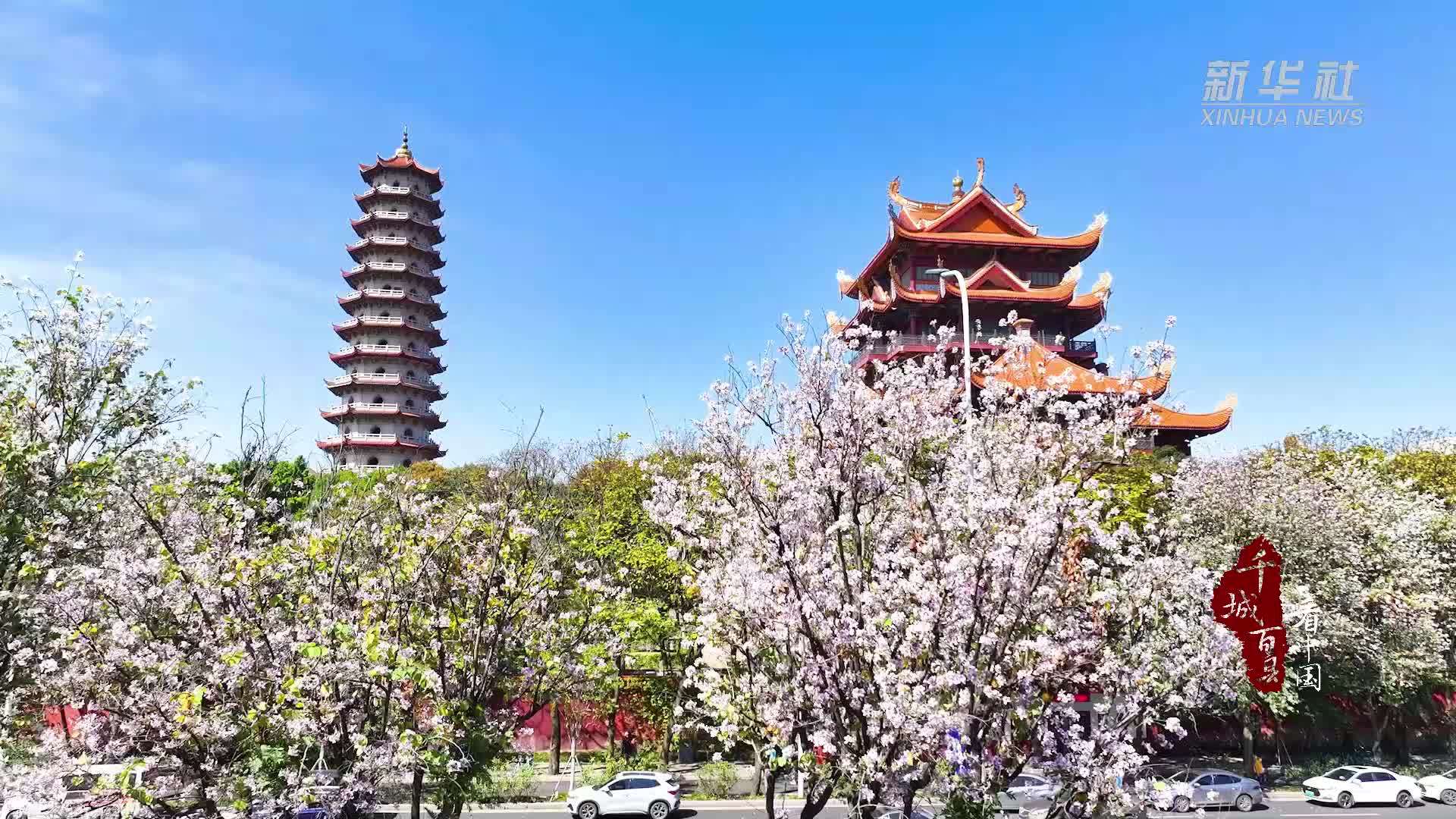 千城百县看中国｜福州鼓楼：花开古城 满城芳菲