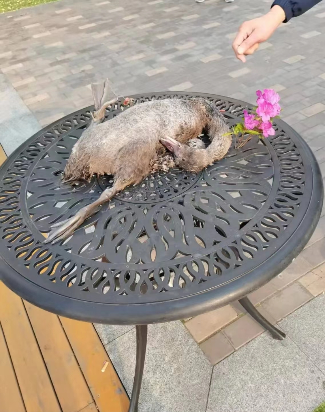 黑天鹅幼崽尸体上的透明鱼线清晰可见。网络图